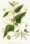 la famille des <b>urticaceae</b>.