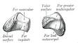 <b>Trapezoid bone</b>