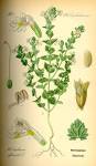 File:Illustration <b>Euphrasia</b>