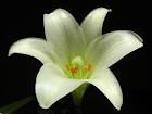 The Art of Flower Photography by Juergen Roth