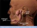 <b>Submandibular gland</b>.