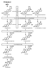 in the <b>adrenal cortex</b> and