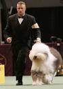 Am I stoned or is the Westminster DOG SHOW on tv awesome ...