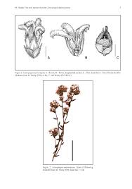Image result for "Styphelia grandiuscula"