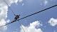 Nik Wallenda completes tightrope walk across gorge near Grand Canyon