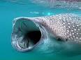 A whale shark opens its mouth,