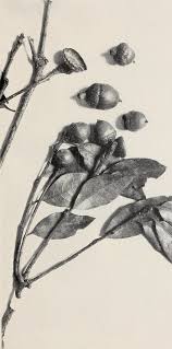 Image result for Quercus borucasana