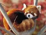 The red panda | taildom
