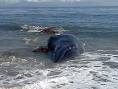 10News - Rotting whale proves to be 20-ton problem in ...