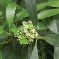 Mate (<b>Ilex paraguariensis</b>)