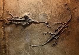 fossil dinosaur Images?q=tbn:ANd9GcTCMaiEnKJG4VVAudhCpsmR7lGiNGg2bck6e0rxWWq1btmCqWle