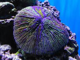 Image result for Fungia spp