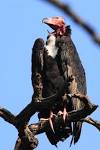 File:Red-headed Vulture Adult Male Bandhavgrah National Park