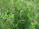 Common vetch plant