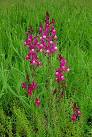 <b>Linaria</b> marocanna plant