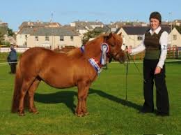 Elaine Tait with the supreme champion Merkisayre Dion, owned by George Tait from Burra. Photo: Dave Donaldson. The annual celebration of the Shetland pony ... - st35-pony-winner3-300x223