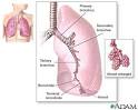 <b>Lung Cancer</b>