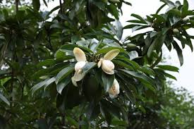 Image result for "Magnolia longipedunculata"
