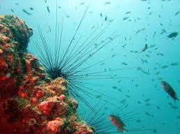 اعماق المحيطات كائنات وصور خيالية  Images?q=tbn:ANd9GcTG1M037vX4tjO6MiGU-iROyJL2jqNzYCAi4z_2wW6dmIWw70VP