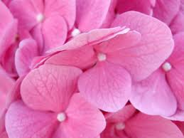 pink flowers - Page 5 Images?q=tbn:ANd9GcTHT5XGo__NGdafGz_nQXVVVPnaIk7DYeZKSfnuuMirCcjCtEkyRw