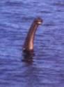 Photos of the Loch Ness Monster, revisited | Tetrapod Zoology.