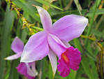 File:Bamboo Orchid.jpg - Wikimedia Commons
