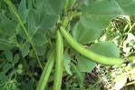 <b>Vicia faba</b> L.