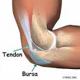 <b>Tendons</b> are the fibrous cords