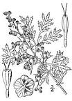 File:<b>Artemisia annua</b>(01).jpg