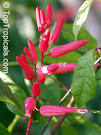 <b>QUASSIA</b> AMARA
