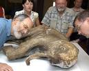 WOOLLY MAMMOTH will be back on dinner plates within five years ...