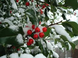 Snow Fall on Holly Bush