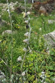 Image result for "Artemisia splendens"