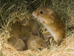 Image result for CUTE BABY BROWN MICE AND RAT
