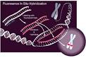 <b>in situ hybridization</b>.
