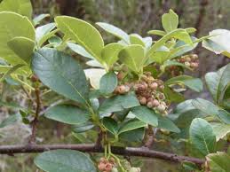 Image result for Rhus tomentosa