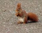 Squirrel Appreciation Day/Eichh�rnchenanerkennungstag