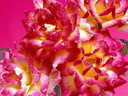 pink flowers - Page 6 Images?q=tbn:ANd9GcTOSpuV-i3fLPk4npqocBrLPP3BOdPXkLEDs0rjLwxOHUlJU5T--w
