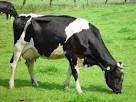 Vache noir et blanc | Télécharger des Photos gratuitement