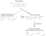 Pathway of <b>elastin</b>-derived