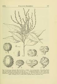 Image result for Fagus philipensis