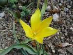 File:Tulipa clusiana var. chrysantha (<b>Liliaceae</b>) flower.jpg