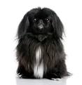 And look at lots of Pekingese