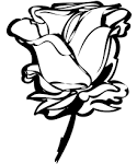 What is your favourite quote about roses? | qpsimporters