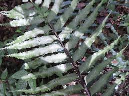 Image result for Asplenium anisophyllum