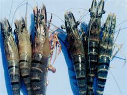 Vựa cá Phượng Hồng chuyên cung cấp các mặt hàng cá mực các loại-giá cả phải chăng - 30
