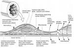 File:<b>Endothelium</b>.jpg