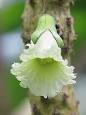 <b>Bignoniaceae</b>