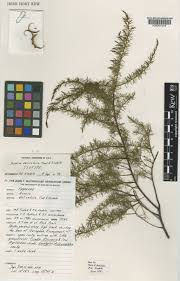 Image result for "Acacia delicatula"