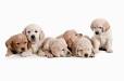 Celebrate National Puppy Day -- the Clicker Way! | Karen Pryor.